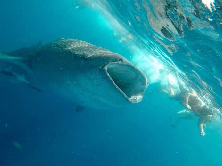 Cancun Ocean View Flamingo Plus المظهر الخارجي الصورة